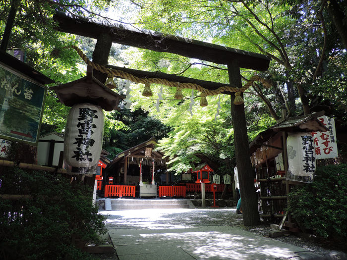 京都嵐山竹林の道3