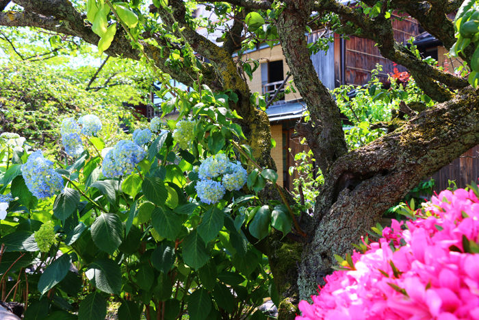 京都・東山区・祇園白川20150527-2