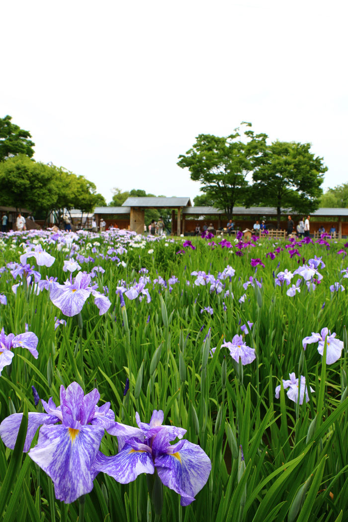 大阪・枚方市・山田池公園20160529-6