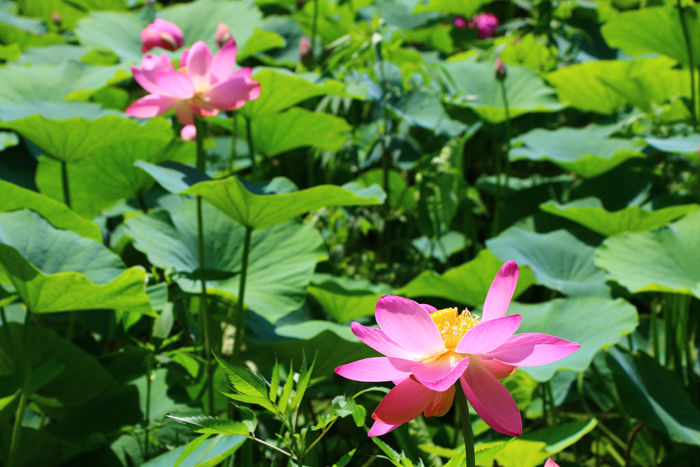 京都・左京区・京都府立植物園20160627-6