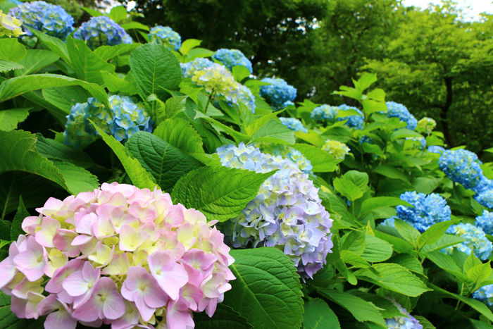 大阪・枚方市・山田池公園20160529-10