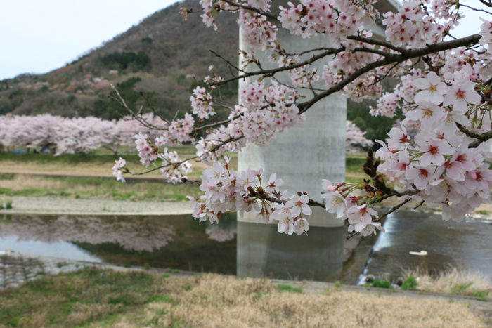 兵庫・朝来市・和田山町市御堂地区20160406-4