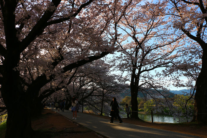 京都・八幡市・淀川河川公園背割堤地区20160405-8
