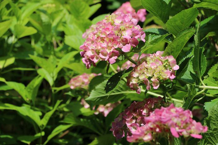 京都・左京区・京都府立植物園20160606-4