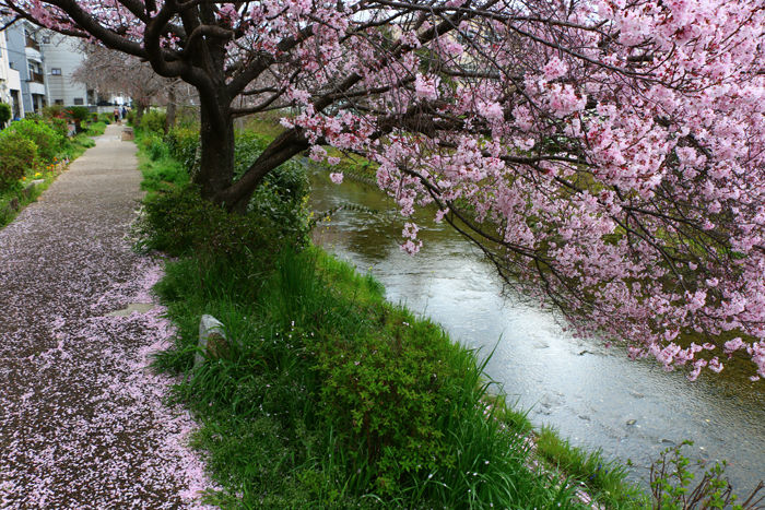 京都・右京区・坂本橋20160402-2
