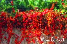 rouge(C)kimiko.botti