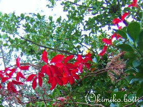 rouge(C)kimiko.botti