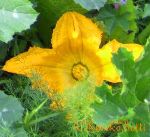 courgette(C)kimiko.botti