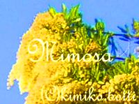 mimosa(C)kimiko.botti