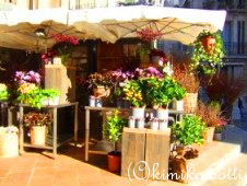 orchidee(C)kimiko.botti
