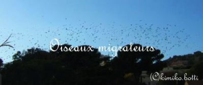 oiseaux(C)kimiko.botti
