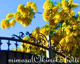 mimosa(C)kimiko.botti
