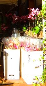 orchidee(C)kimiko.botti