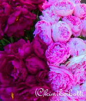 pivoine(C)kimiko.botti