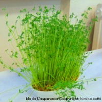 ble de l'esperance