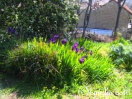 irises(C)kimiko.botti