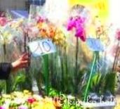 orchidee(C)kimiko.botti