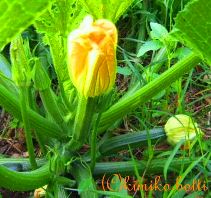 courgette(C)kimiko.botti