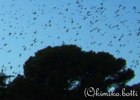 oiseaux(C)kimiko.botti