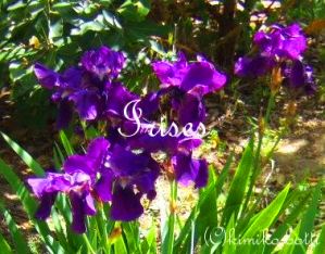 irises(C)kimiko.botti