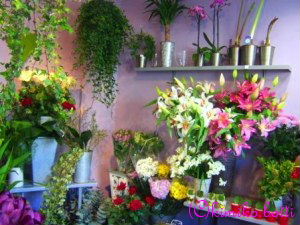 fleurs(C)kimiko.botti