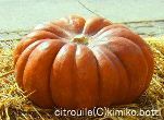 halloween(C)kimiko.botti