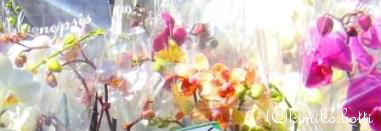 orchidee(C)kimiko.botti
