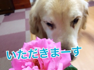 2015-05-13-11-21-35