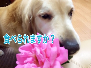 2015-05-13-11-19-37