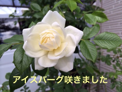 2015-05-13-11-23-24