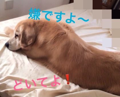 BlogPaint