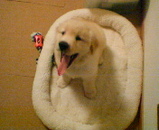 pump bed