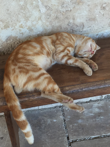 cat2