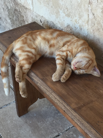 cat1