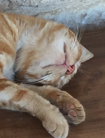 cat10
