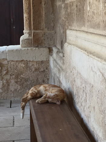 cat3
