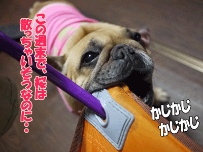 フレンチブルドッグ 1