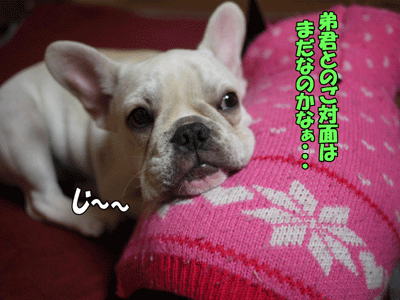 �ե����֥�ɥå����Ҹ�����