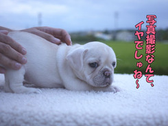 �ե����֥�ɥå����Ҹ�����