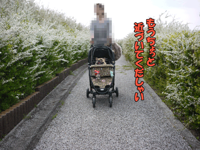 フレンチブルドッグ 4