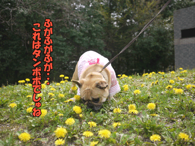フレンチブルドッグ 2