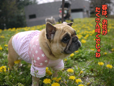 フレンチブルドッグ 3