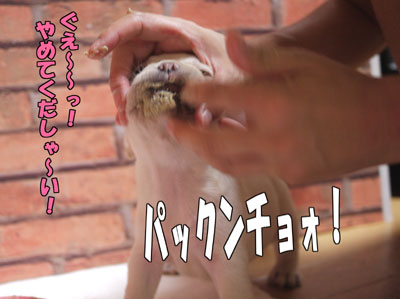 �ե����֥�ɥå����Ҹ���3