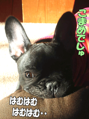 �ե����֥�ɥå�����
