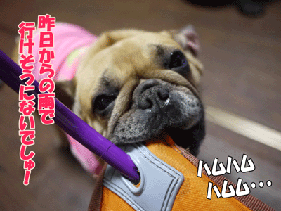 フレンチブルドッグ 2