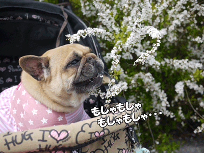 フレンチブルドッグ 7