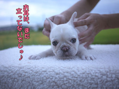 �ե����֥�ɥå����Ҹ�����