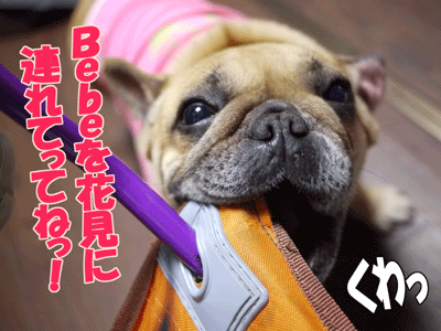 フレンチブルドッグ 5