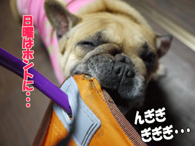 フレンチブルドッグ 4