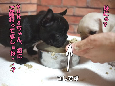 �ե����֥�ɥå����Ҹ���1
